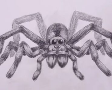 how to draw a spider step by step
