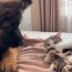 German dog meets newborn kittens for the first time