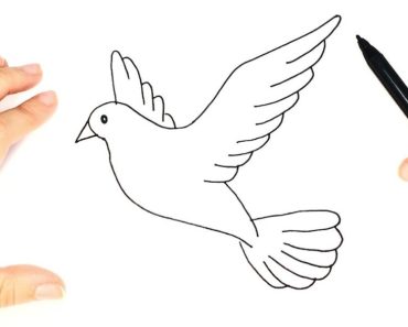 How to draw a Dove step by step