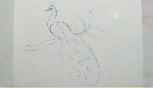 How to draw a Peacock bird step by step
