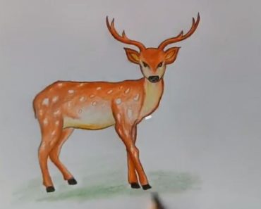 How to draw a loving deer