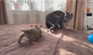 The cat's reaction is bothered by the puppies