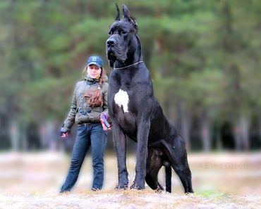 Top 11 Biggest Dogs in the World