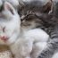 Video compilation of the cutest cats on the planet