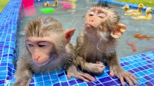 Funny baby monkeys