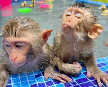 Funny baby monkeys