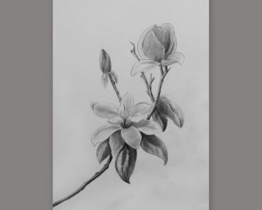 How To Draw A Magnolia Flower step by step