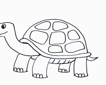 How to draw a turtle step by step