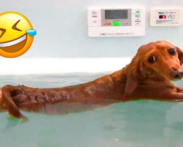 The funniest and funniest animals on the planet