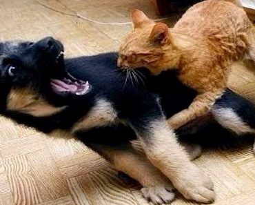 Funny dog and cat video