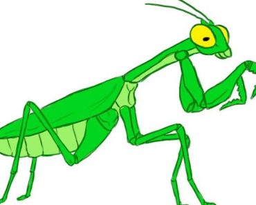 How to Draw a Praying Mantis step by step