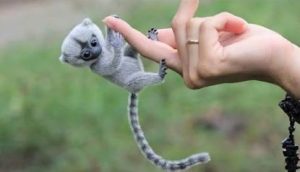 Top 10 cutest little animals