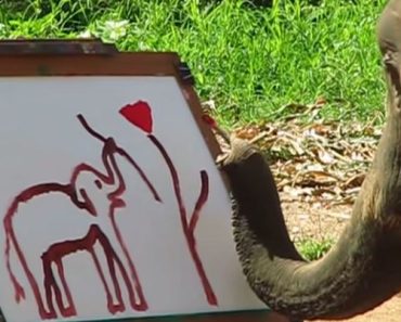 Baby elephant Suda draws herself