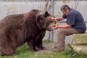Emotional reunions between humans and animals