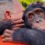 Emotional reunions between humans and animals