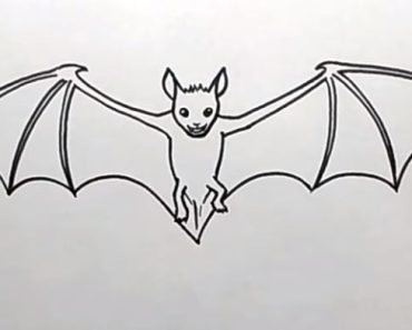 How To Draw a Bat step by step