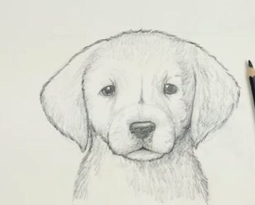 How To Draw a dog golden lab puppy step by step
