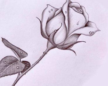Pencil sketch of roses