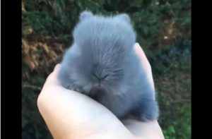 The cutest animals