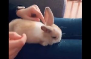 The cutest animals