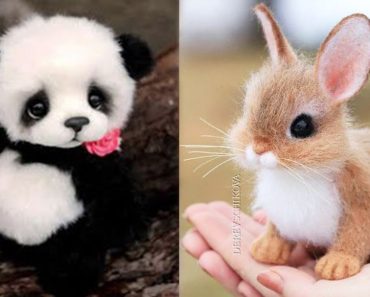Cute moments of little animals