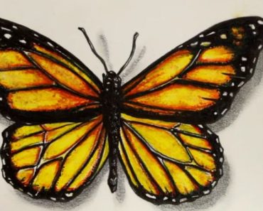 How to draw a realistic butterfly step by step