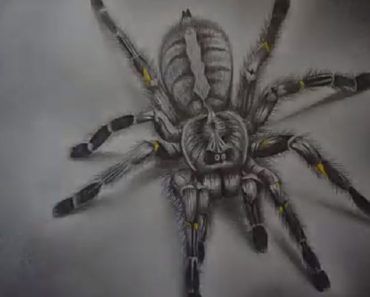 How to draw realistic spider step by step