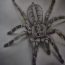 How to draw realistic spider step by step