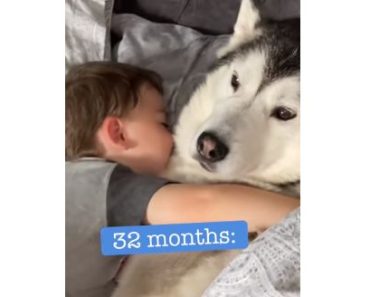 Husky and Baby Becoming Best Friends