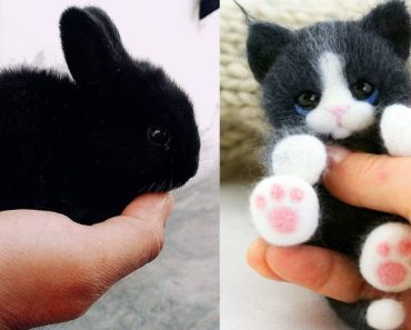 The cutest baby animals