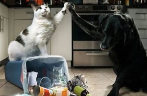 The funniest dogs and cats
