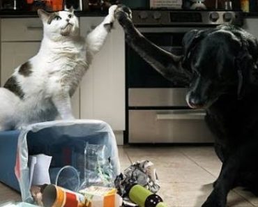 The funniest dogs and cats
