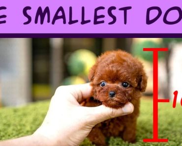 Collection of the world's smallest and cutest dogs