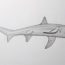 How to draw a thresher shark step by step