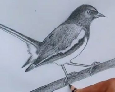 How to draw a warbler step by step