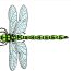 How to draw realistic dragonfly step by step