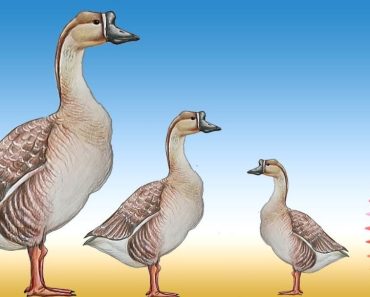 How to draw realistic goose step by step