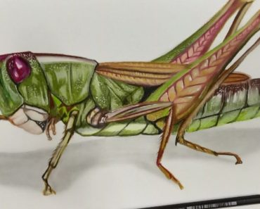 How to draw realistic grasshopper step by step