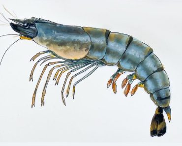 How to draw realistic shrimp step by step