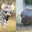 The cutest wild animals you've probably never seen