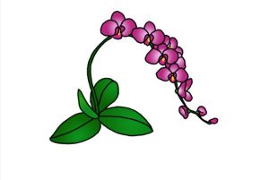 easy drawing an orchid