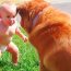Baby and pet videos