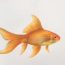 Easy Realistic Goldfish Drawing
