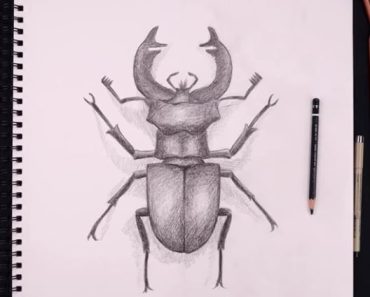 How to draw a beetle step by step