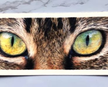 How to draw realistic cat eyes with colored pencils