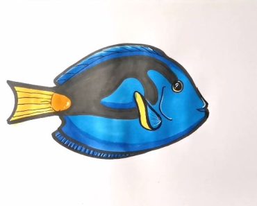 How to draw a blue tang fish step by step