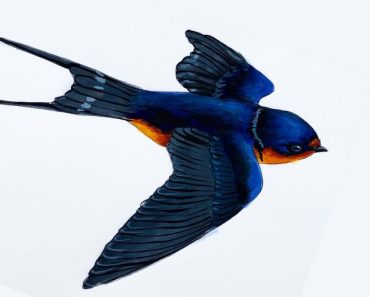 How to draw a swallow in flight step by step