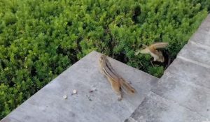 squirrels and chipmunks race for food