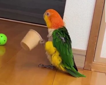 The world's funniest parrots videos