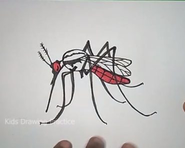 How to draw a realistic Mosquito